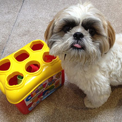 How I taught Cooper to play with a shape sorter